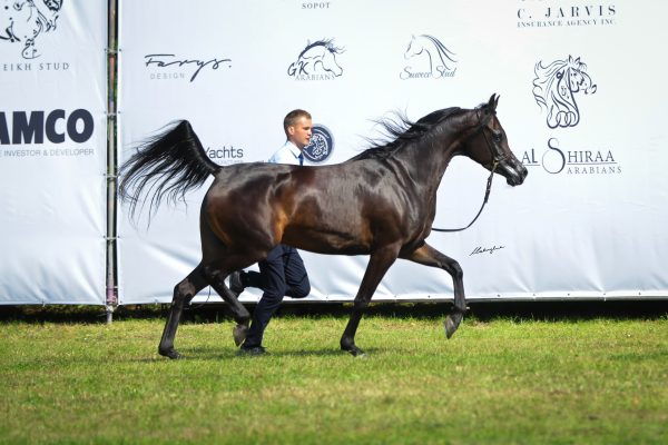 Pila (Abyad AA x Piba by Ekstern)