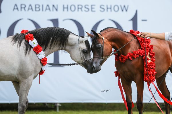 Sopot Arabian Horse Show