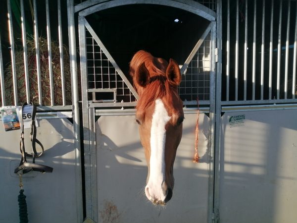 Avonbrook Odin stabled at Champs (c) Katherine Bertram