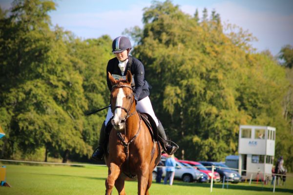 Avonbrook Odin after his showjumping round The Girl with the Jumping Arabs The Arabian Magazine