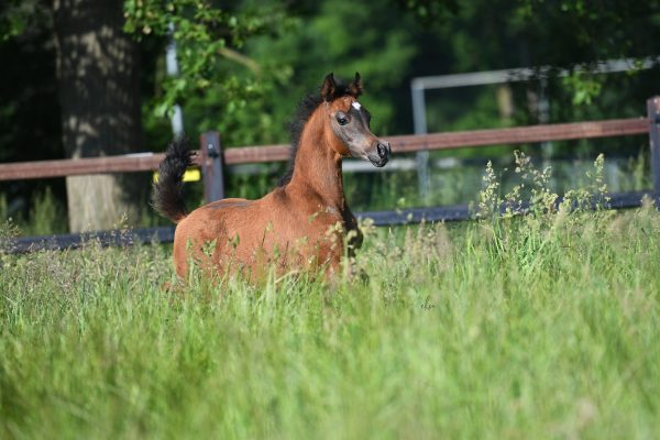 Raoud Albidayer x Seranza