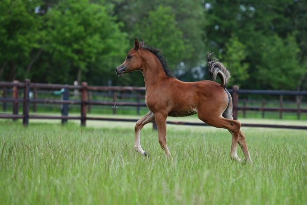 Raoud Albidayer x Shimmering Star