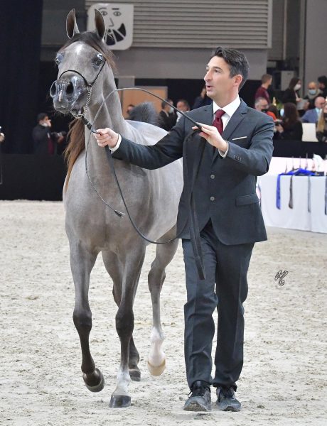D BEISAN (D Seraj x Rah Rosalia), bred and owned by Dubai Arabian Horse Stud