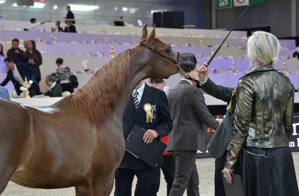 PERFECTA ALJASSIMYA (Picasso Di Mar x Jazanah Aljassimya), bred and owned by Aljassimya Farm