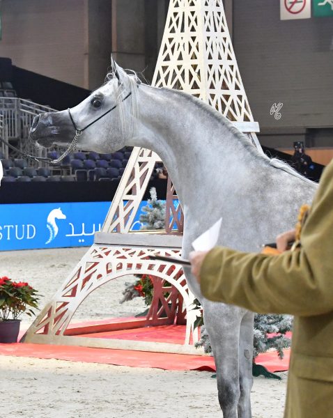 AJ KAYYA (AJ Kafu x Aja Caprice), bred and owned by Ajman Stud 