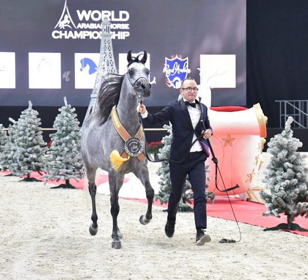 Paris World Champion SIWAR AL SHAQAB (SMA Magic One x Abha Myra), bred and owned by Al Shaqab Member of Qatar Foundation