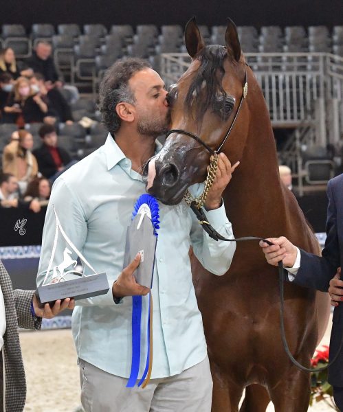 Paris World Championships Dubai Arabian Stud D Sheimaz (FA El Rasheem X Ladi Veronika) 