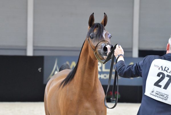 RDS EXQUISITE (Excalibur EA x Angelica KS), bred by Eiad and Amira Safady, owned by Al Orasia Stud