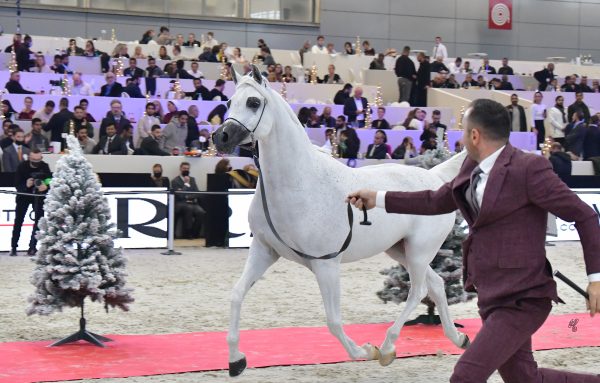 PLATINUM WORLD CHAMPION MARE: BAVERIA HVP (Marwan al Shaqab x HB Bessolea), bred by Nelson de Olivera Prata Pinto Moreira, owned by Al Wajba Stud