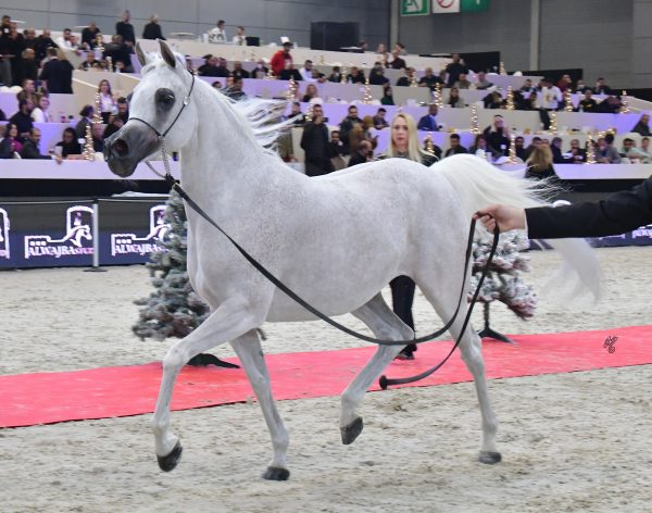 OFT AL NAYFAT (Ajman Moniscione x Eagleridge Passionata), bred by Cindy McGown and Mark Davis, owned by Aljassimya Farm