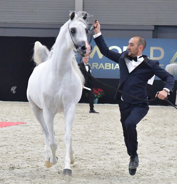 ES Harir World Champion Stallion