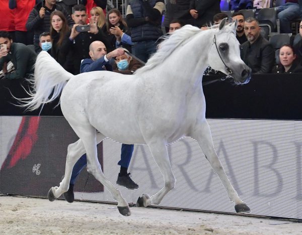 Shaker Pegasus (Shaezz El Madan X Jameel Pegasus) 