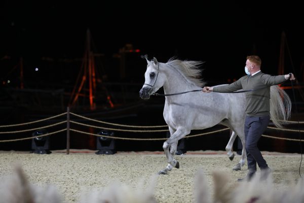 Auf al Shaqab 