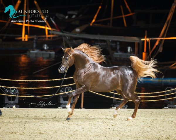  HADER AL SHAQAB