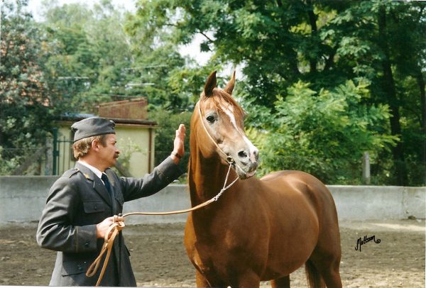 Monogramm at Michałów State Stud, Poland