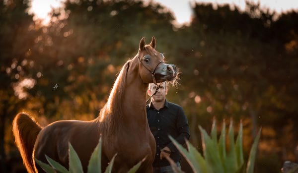 Invictus Arabian stallion