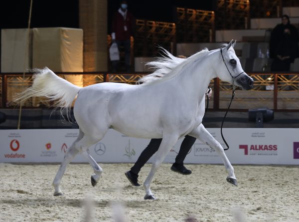 Gharafa al Shaqab 