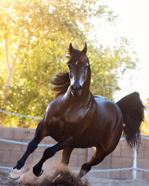 El Tino, sire of Royal Asad