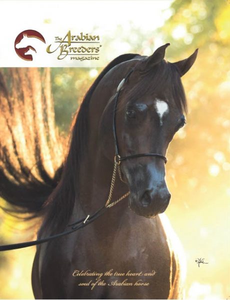 The Arabian Breeders' Magazine Royal Asad Cover Star Royal Arabians