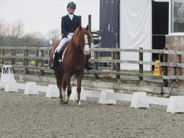 Audace Encore at his first dressage competition 
