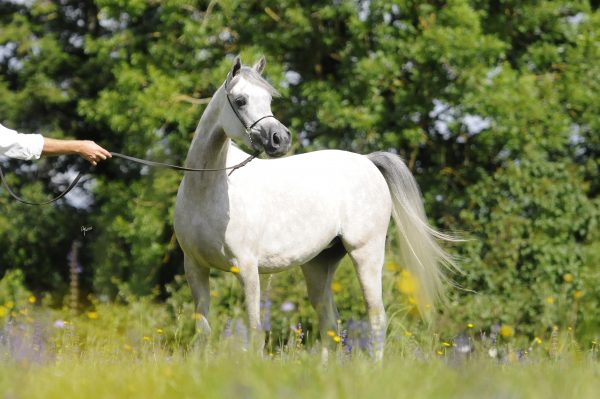 RL Serafina (RL Ecuador x of Redwood Lodge Safaanah)