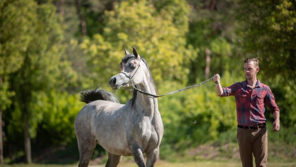 Layali al Anwaar (Borsalino K x Eskarina)