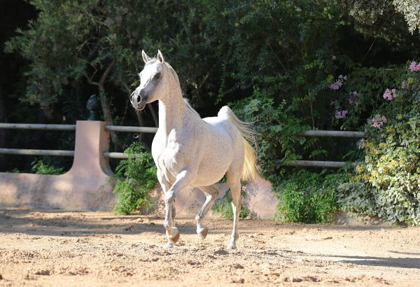 Abha Palmyria (El Perfecto x Om El Amira Estopa)