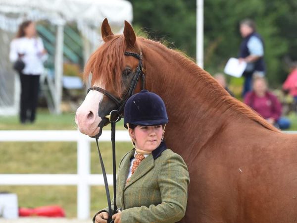 Audace Encore at the AHS National Championships The Girl with the Jumping Arabs