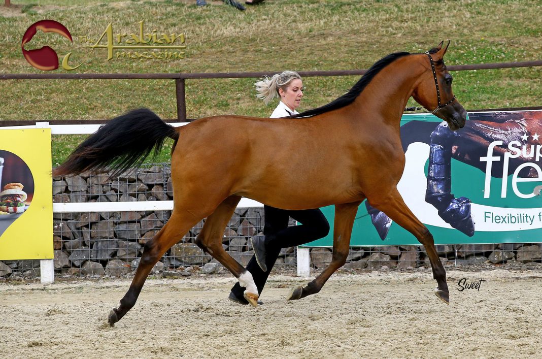 British National Championships 2022 - The Arabian Magazine