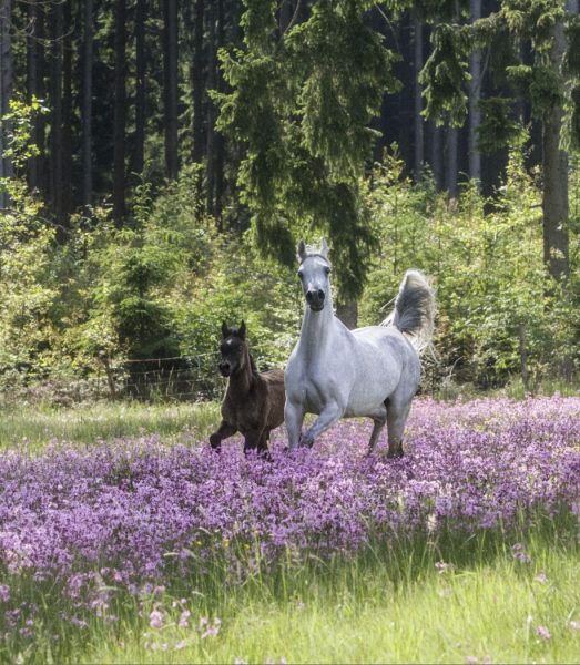 Mare and foal with purple flowers