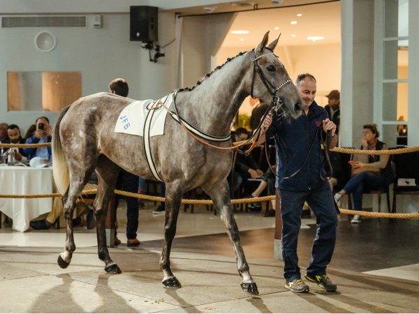 Racehorse being sold