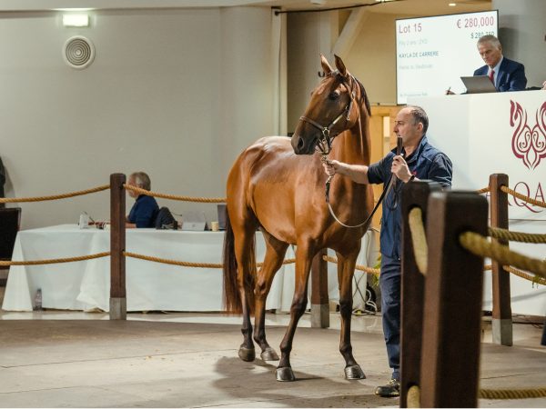 Racehorse being sold in Paris