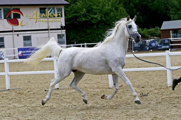 Fleabitten grey mare Laranda