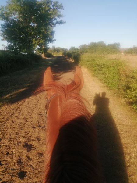 Taking Odin for an early morning gallop in the July heatwave