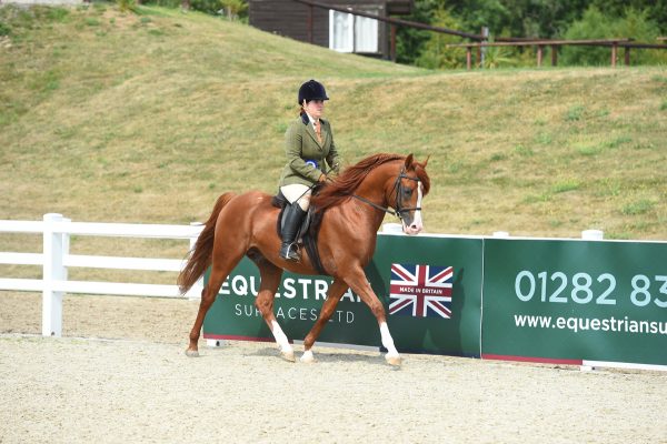 Audace Encore in the pre-novice championship 