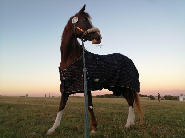 Handgrazing Penny in the evening light