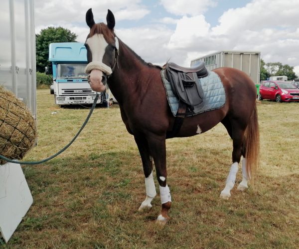 Penny being tacked up to work in the day before competition