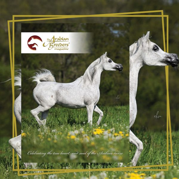 The Arabian Breeders' Magazine