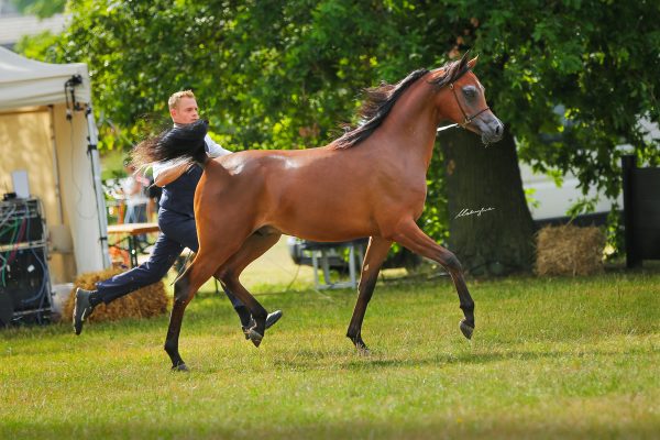 CB Rembrandt (Wadee al Shaqab x Gypsy Love NA) 