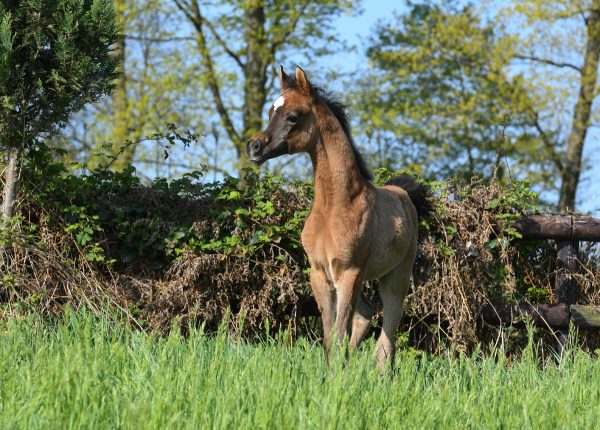 HA Bendito (HL el Ganador x D Aziza)