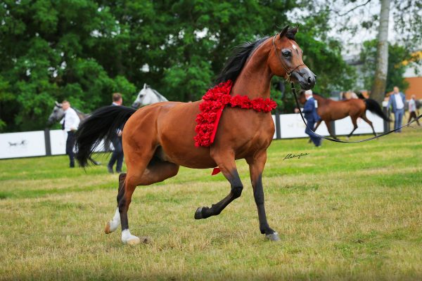 Best gelding - Parillus