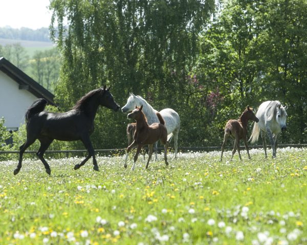 Mares and foals in pasture