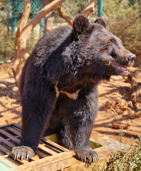 Brown Bear in Jordan