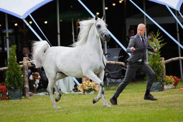 Binduga Arabian mare