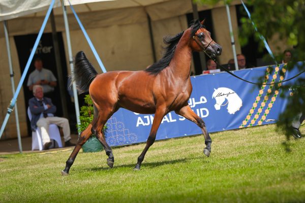 CBA Ismael Arabian colt