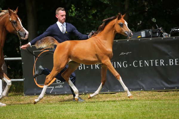 Inayah Arabian foal