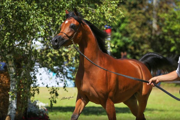 Lily Marie NWA Arabian filly