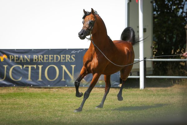 MM Shalimar Arabian stallion