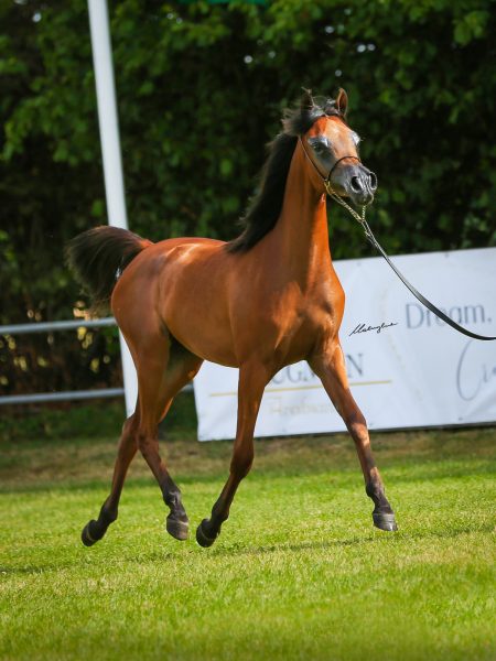  Bianca of Sinus Arabian filly