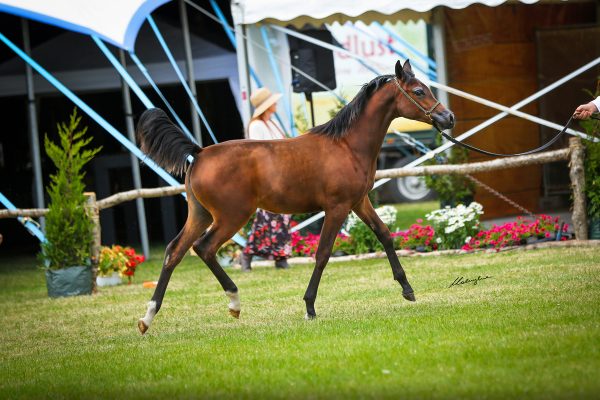 CNC Majestic Dream Arabian foal